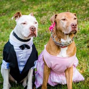 Meet your Posher, Sissy